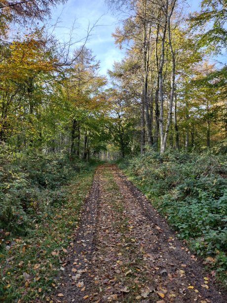 autumnal forest scene, with a track going into the forest